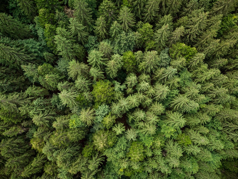 forest of trees from overhead view